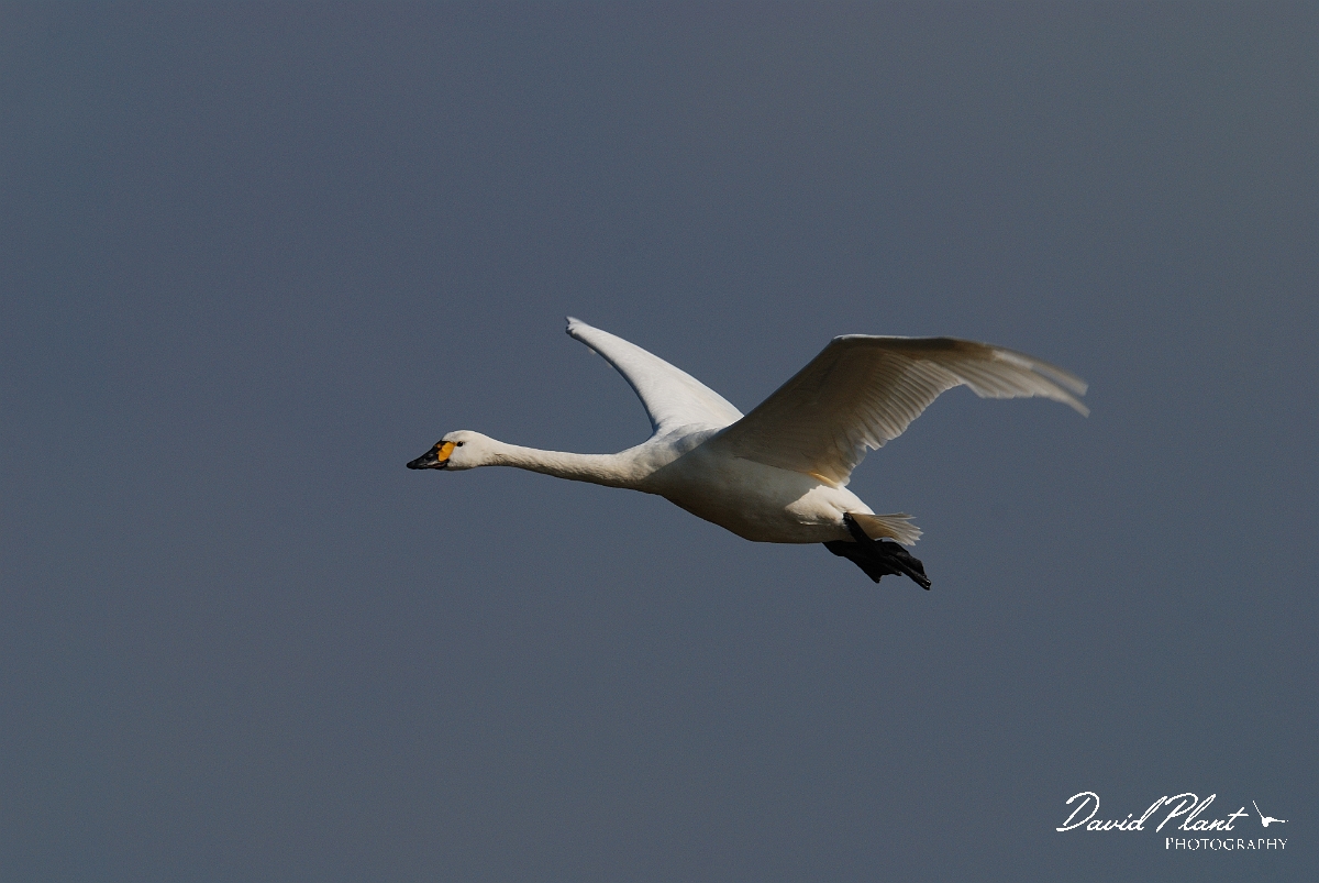 David Plant Photography - Wildlife Photographer - Bewick's swan flying - F.jpg - Bewick's swan in flight - Slimbridge