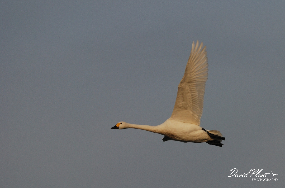 David Plant Photography - Wildlife Photographer - Bewick's swan flying - J.jpg - Bewick's swan in flight at dusk - Slimbridge