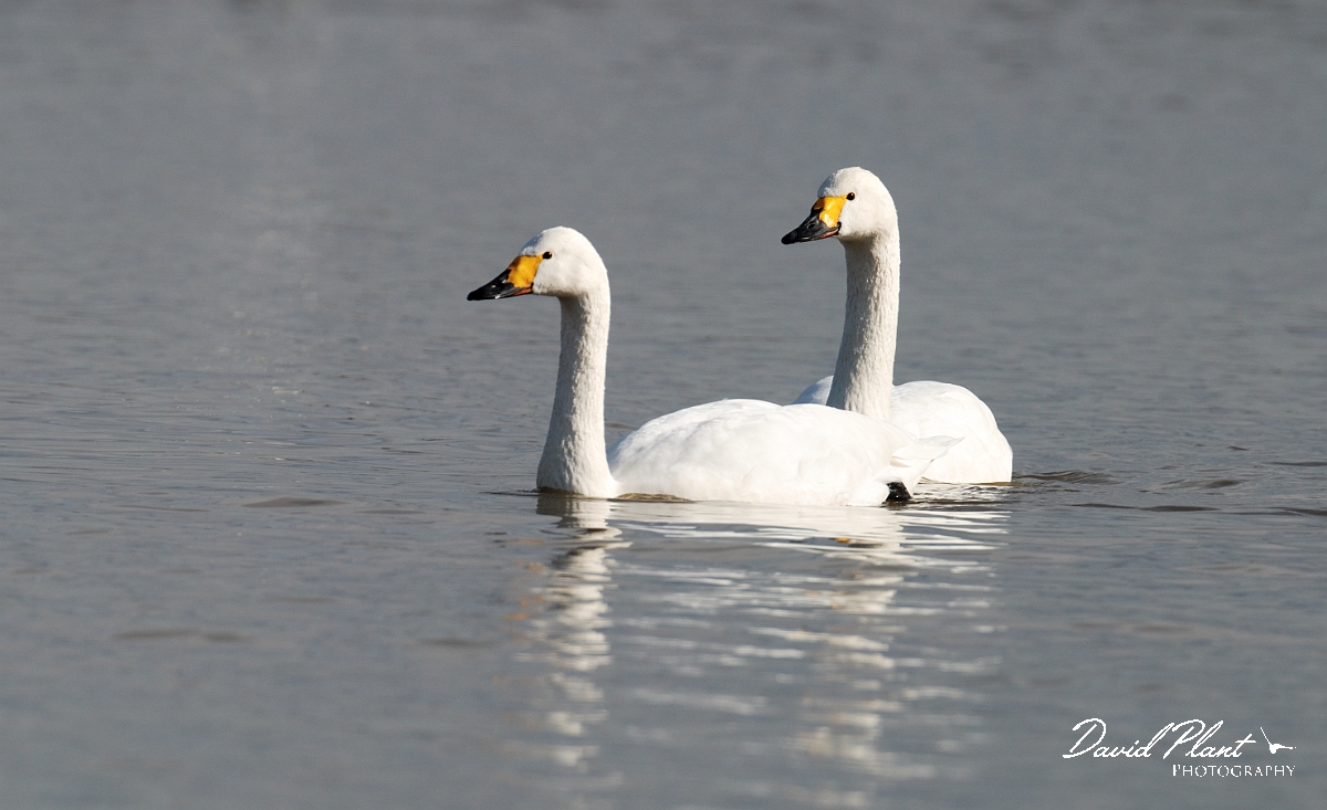 David Plant Photography - Wildlife Photographer - Bewick's swans - B.jpg - Bewick's swans - Slimbridge