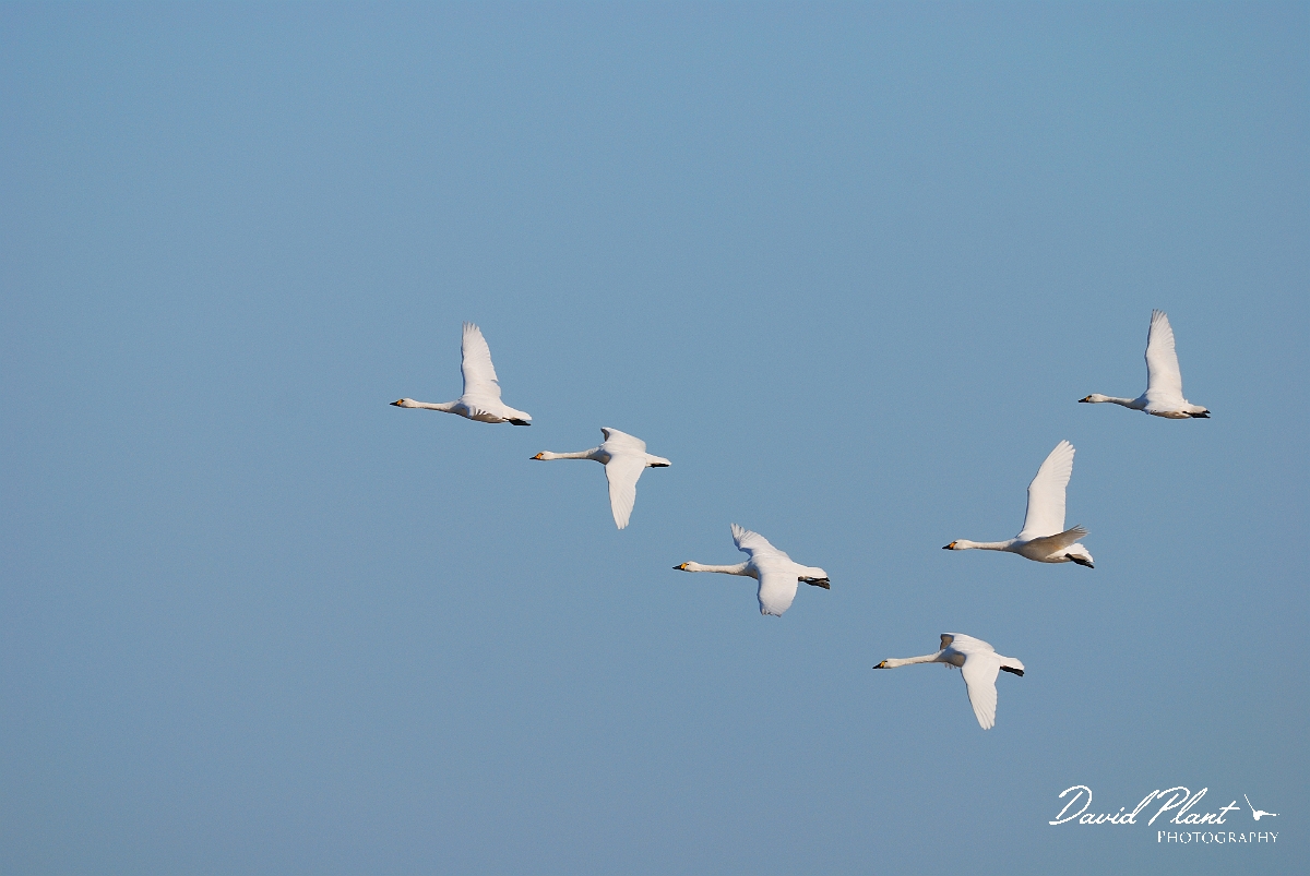 David Plant Photography - Wildlife Photographer - Bewick's swans flying - D.jpg - Bewick's swans in flight - Slimbridge