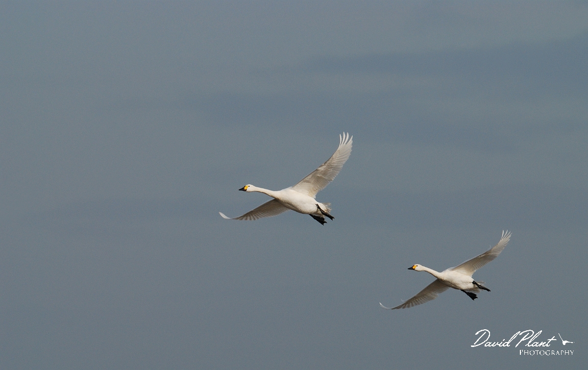 David Plant Photography - Wildlife Photographer - Bewick's swans flying - H.jpg - Bewick's swan pair in flight - Slimbridge