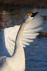 David Plant Photography - Wildlife Photographer - Bewick's swan - A