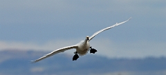 David Plant Photography - Wildlife Photographer - Bewick's swan flying - C