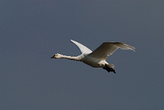 David Plant Photography - Wildlife Photographer - Bewick's swan flying - F