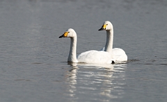 David Plant Photography - Wildlife Photographer - Bewick's swans - B