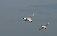 David Plant Photography - Wildlife Photographer - Bewick's swans flying - H