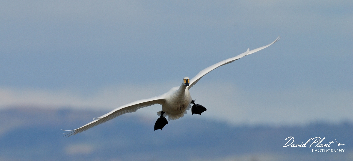 David Plant Photography - Wildlife Photographer - Bewick's swan flying - C.jpg - Bewick's swan in flight - Slimbridge