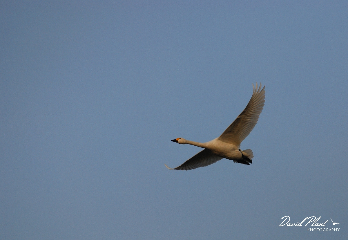 David Plant Photography - Wildlife Photographer - Bewick's swan flying - I.jpg - Bewick's swan in flight at dusk - Slimbridge