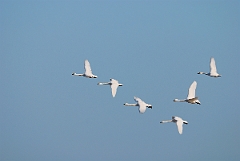David Plant Photography - Wildlife Photographer - Bewick's swans flying - D