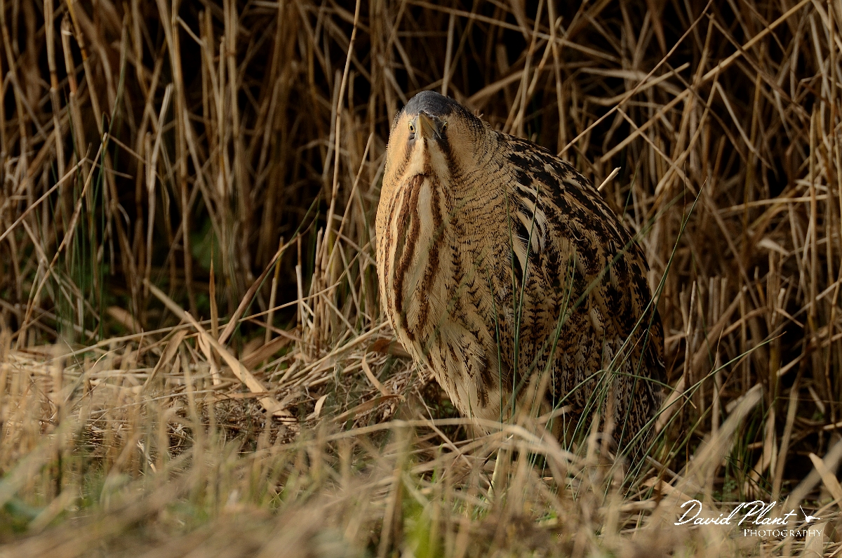 David Plant Photography - Wildlife Photography - Bittern - A.jpg - Bittern head on - Slimbridge