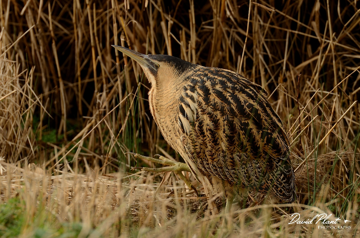 David Plant Photography - Wildlife Photography - Bittern - B.jpg - Bittern walking slowing - Slimbridge