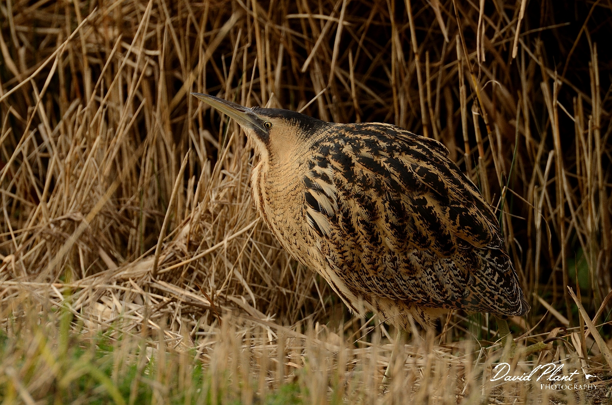 David Plant Photography - Wildlife Photography - Bittern - C.jpg - Bittern amongst reeds - Slimbridge