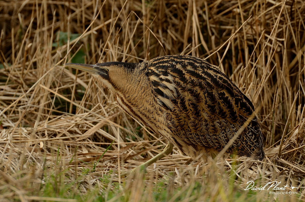 David Plant Photography - Wildlife Photography - Bittern - D.jpg - Bittern creeping amongst reeds - Slimbridge