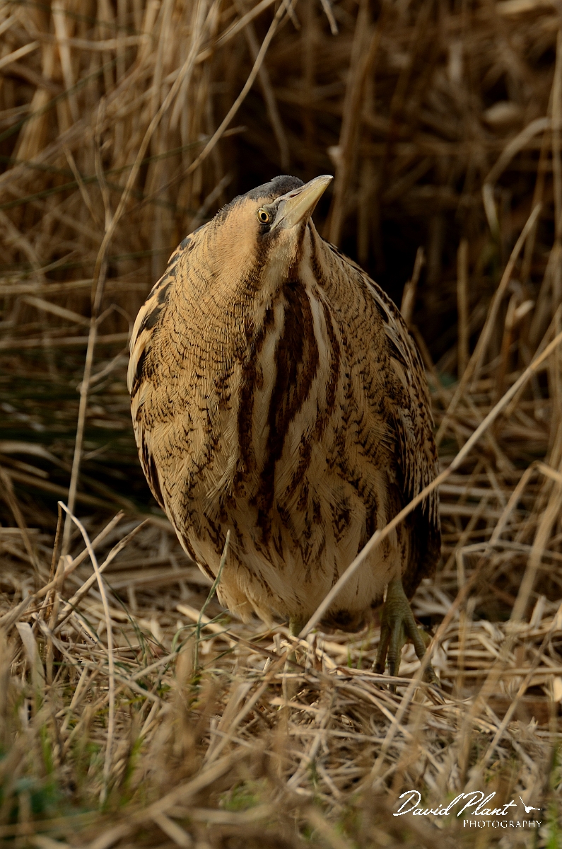 David Plant Photography - Wildlife Photography - Bittern - E.jpg - Bittern - Slimbridge
