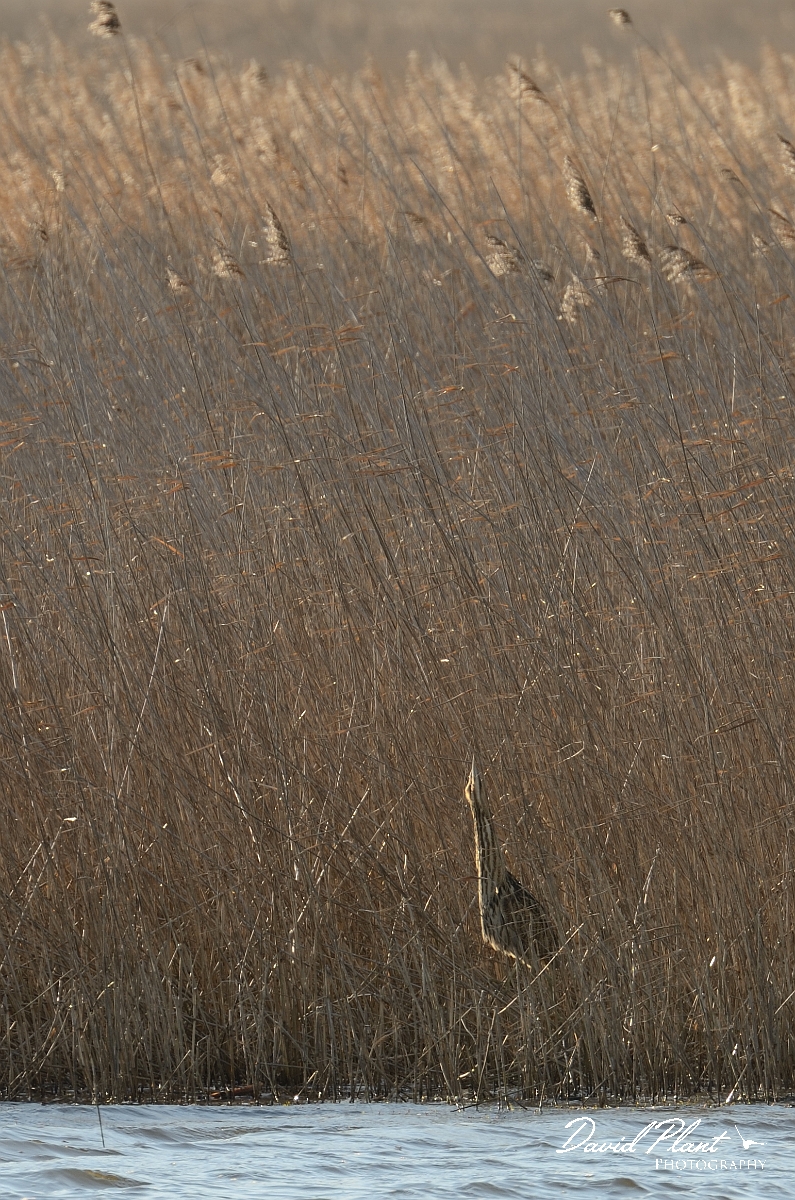 David Plant Photography - Wildlife Photography - Bittern - F.jpg - Bittern standing in reeds - Suffolk