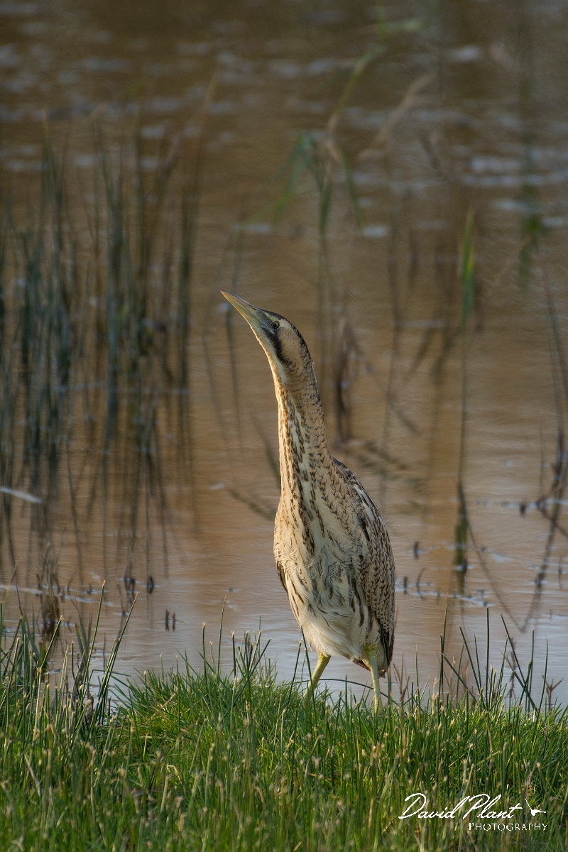 David Plant Photography - Wildlife Photography - Bittern - G.jpg - Bittern - Cambridgeshire