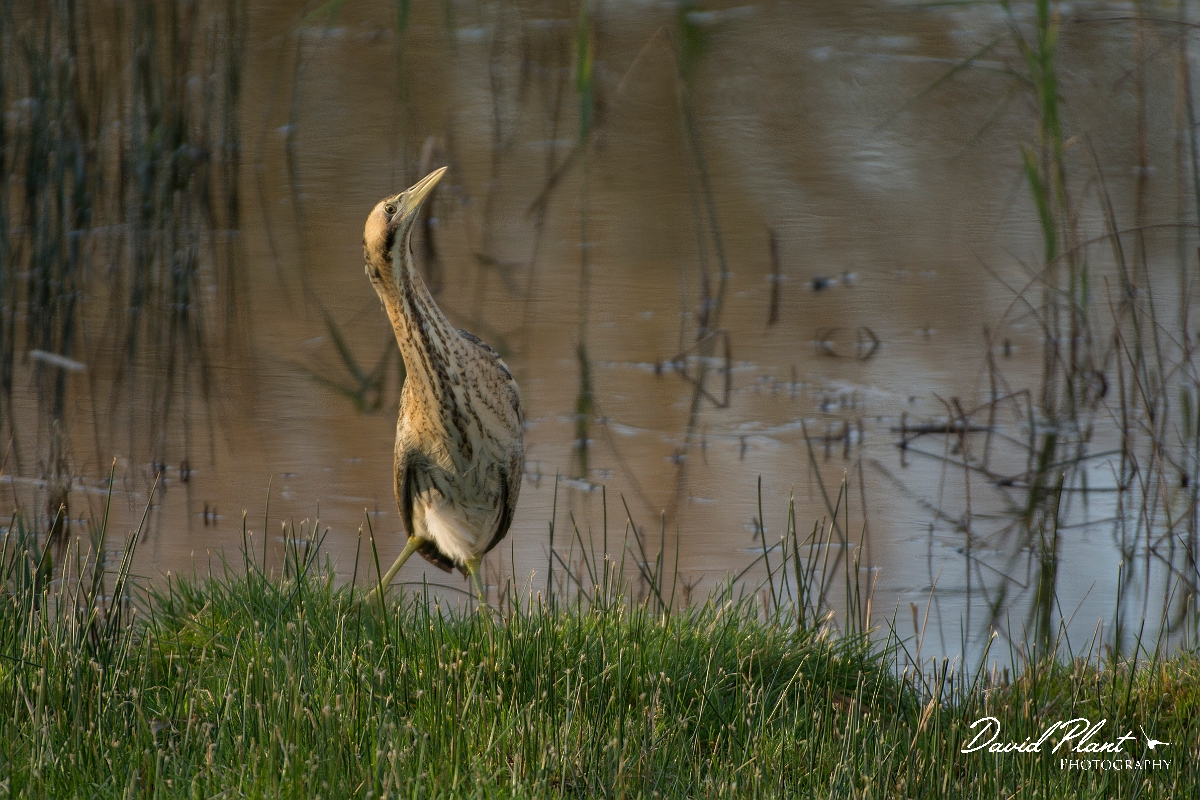 David Plant Photography - Wildlife Photography - Bittern - H.jpg - Bittern - Cambridgeshire