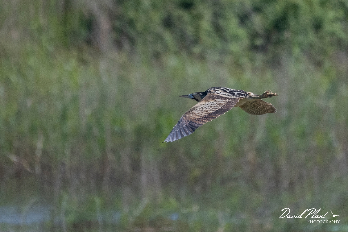 David Plant Photography - Wildlife Photography - Bittern - I.JPG - Bittern in flight - Suffolk
