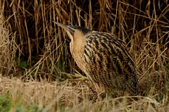David Plant Photography - Wildlife Photography - Bittern - B