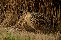 David Plant Photography - Wildlife Photography - Bittern - C
