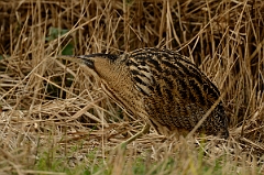David Plant Photography - Wildlife Photography - Bittern - D