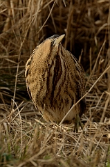 David Plant Photography - Wildlife Photography - Bittern - E