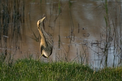 David Plant Photography - Wildlife Photography - Bittern - H
