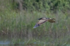 David Plant Photography - Wildlife Photography - Bittern - I