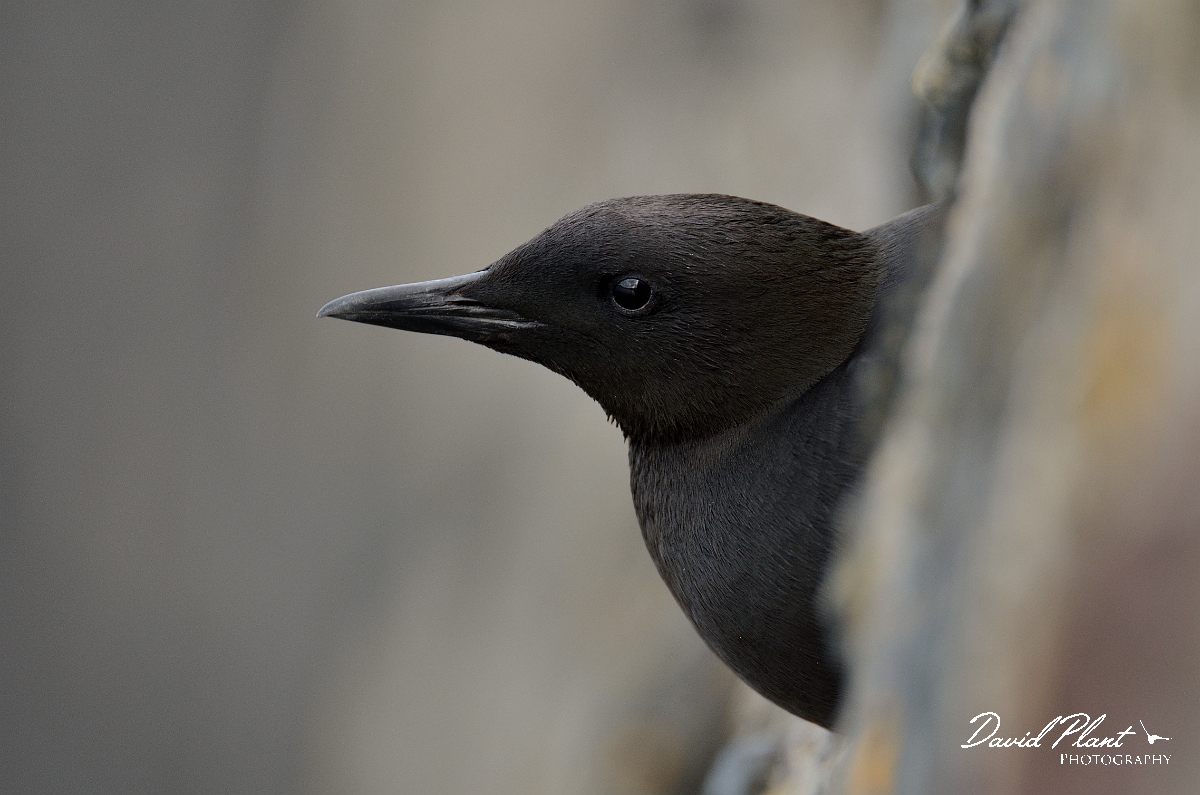 David Plant Photography - Wildlife Photography - Black guillemot - A.jpg - Black guillemot at hole - Argyll and Bute