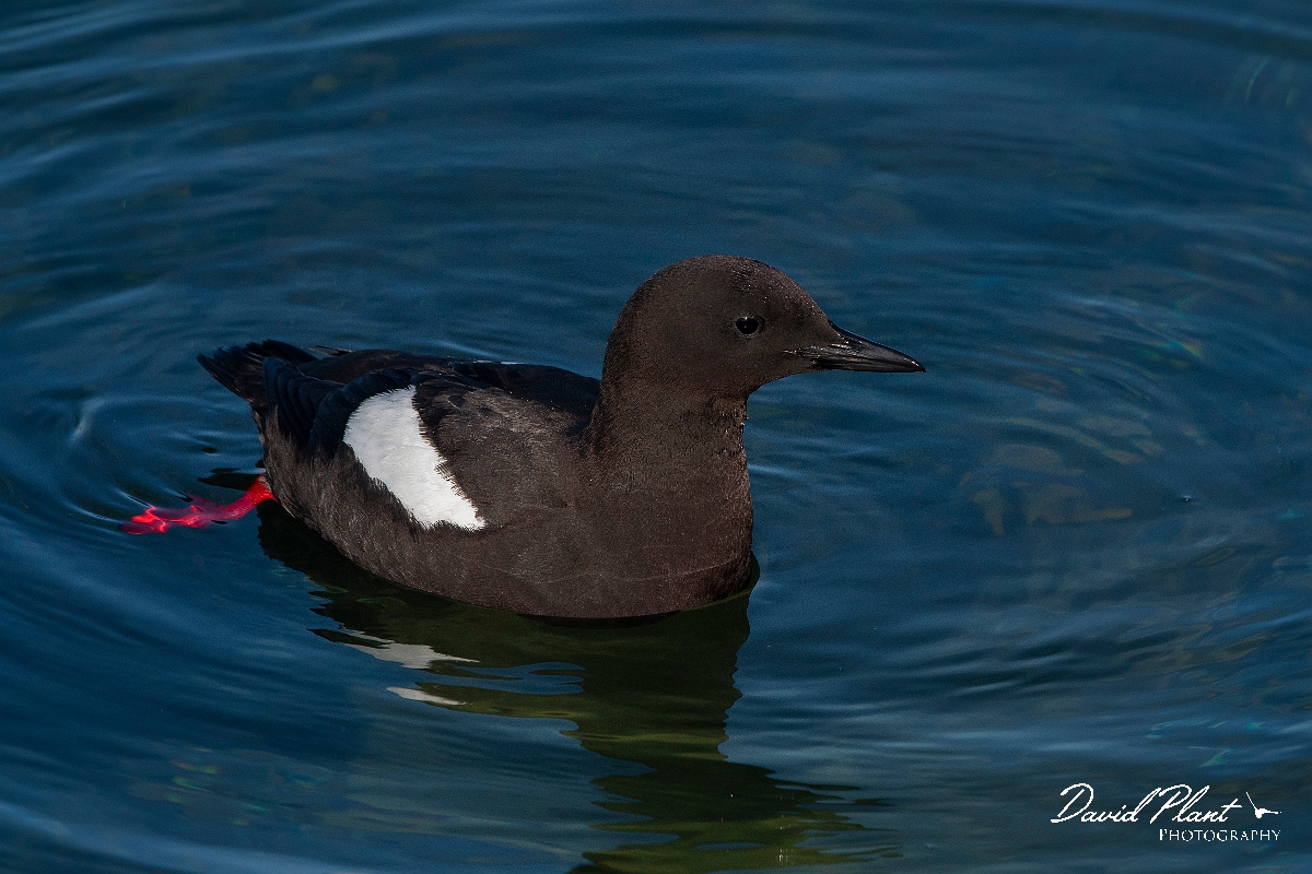David Plant Photography - Wildlife Photography - Black guillemot - AB.JPG - Black guillemot swimming - Argyll and Bute