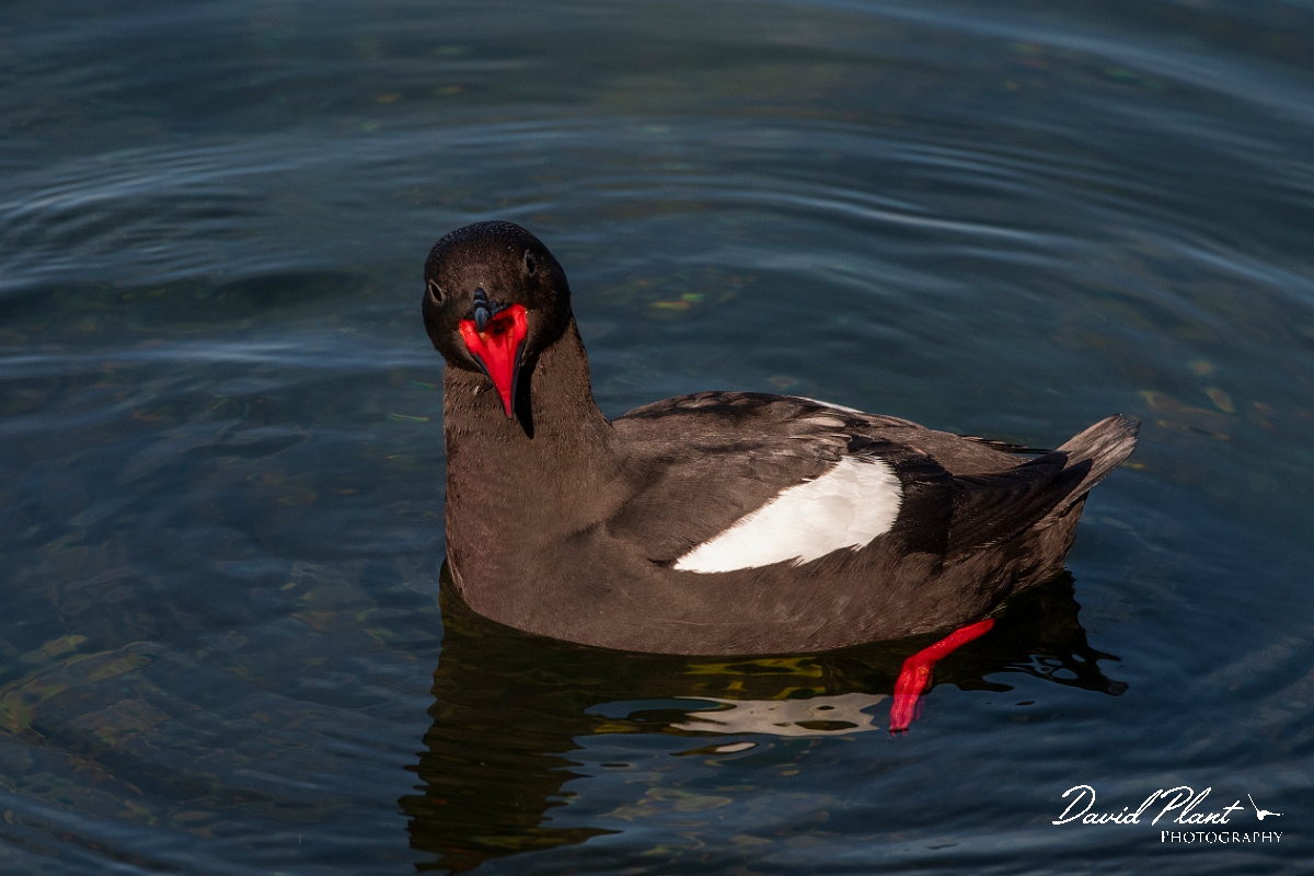 David Plant Photography - Wildlife Photography - Black guillemot - AE.JPG - Black guillemot swimming - Argyll and Bute