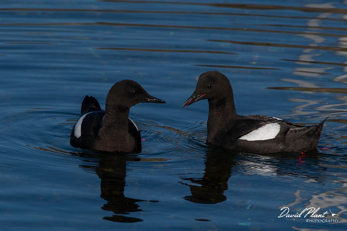 David Plant Photography - Wildlife Photography - Black guillemot - AH.JPG - Black guillemot swimming pair - Argyll and Bute