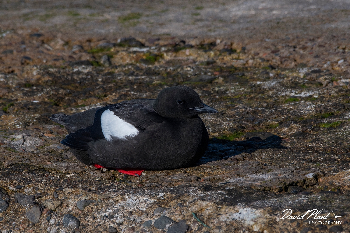 David Plant Photography - Wildlife Photography - Black guillemot - AJ.JPG - Black guillemot sitting - Argyll and Bute