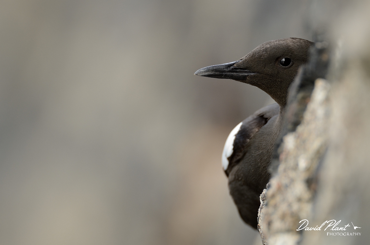 David Plant Photography - Wildlife Photography - Black guillemot - C.jpg - Black guillemot at hole - Argyll and Bute