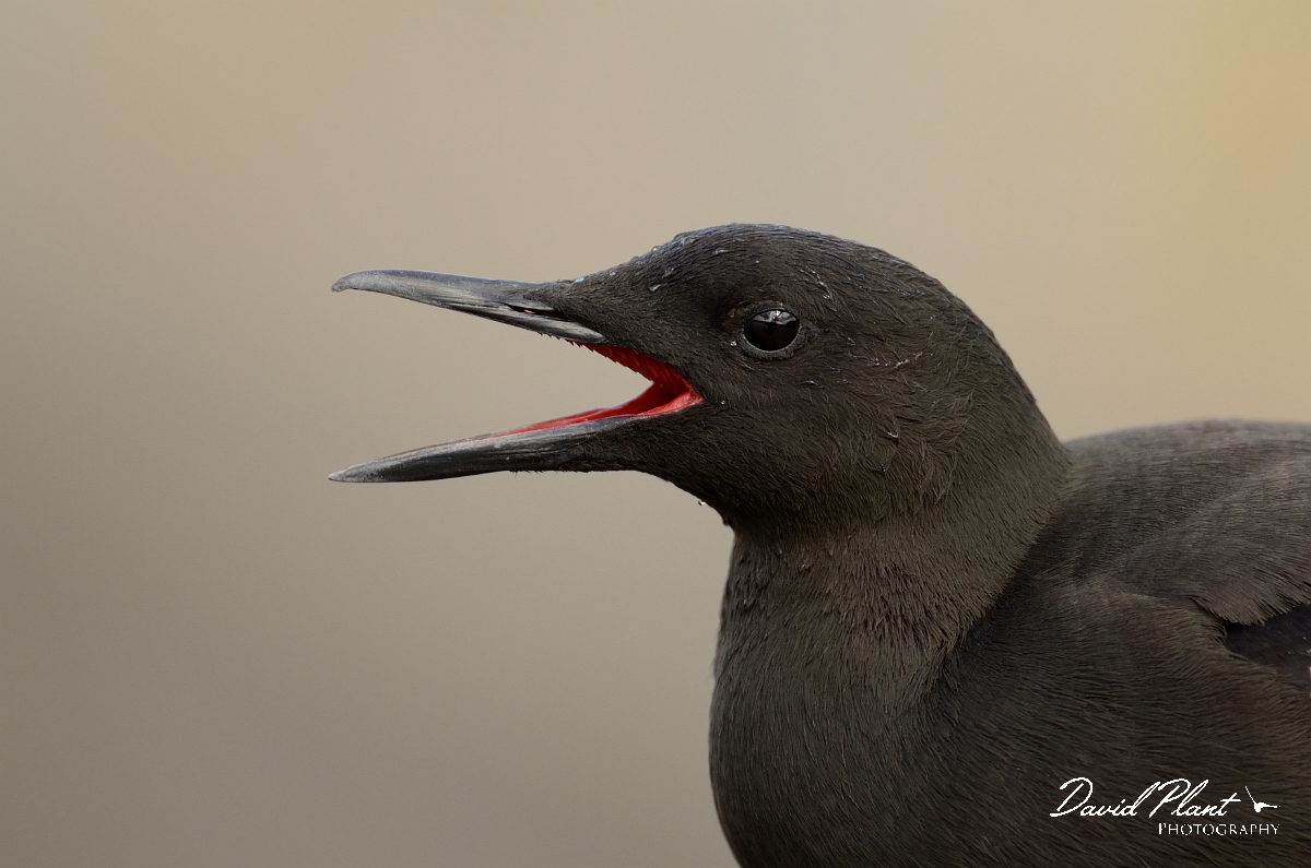 David Plant Photography - Wildlife Photography - Black guillemot - D.jpg - Black guillemot calling - Argyll and Bute