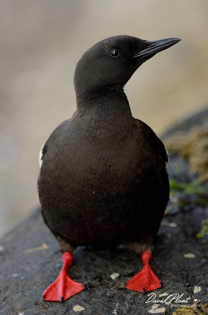 David Plant Photography - Wildlife Photography - Black guillemot - E.jpg - Black guillemot on a rock - Argyll and Bute