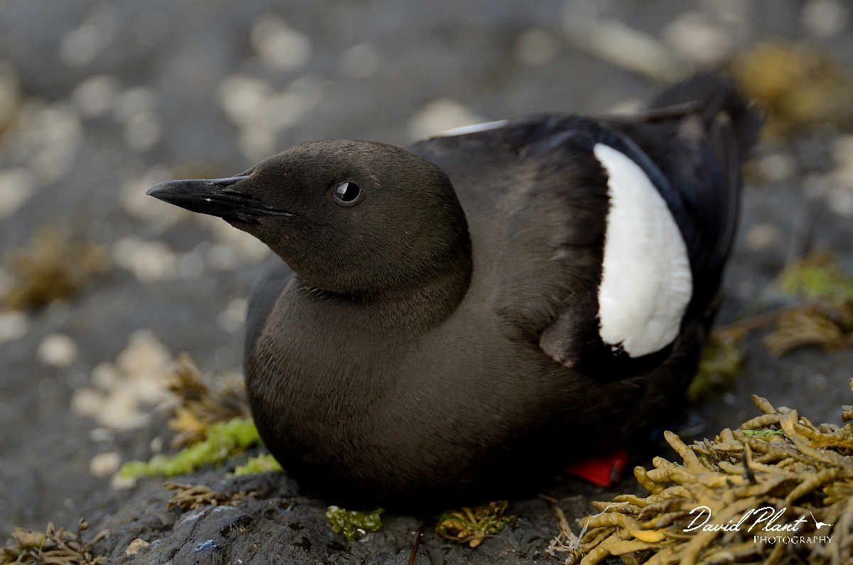 David Plant Photography - Wildlife Photography - Black guillemot - G.jpg - Black guillemot resting on rock - Argyll and Bute