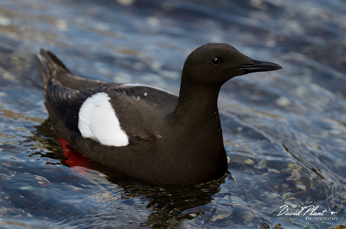 David Plant Photography - Wildlife Photography - Black guillemot - H.jpg - Black guillemot on water - Argyll and Bute