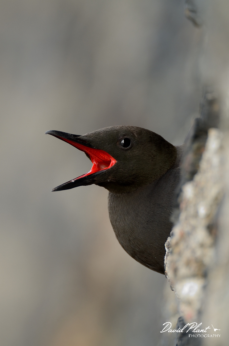 David Plant Photography - Wildlife Photography - Black guillemot - I.jpg - Black guillemot calling from hole - Argyll and Bute