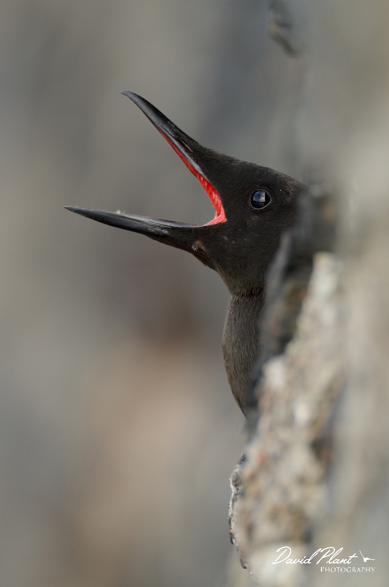David Plant Photography - Wildlife Photography - Black guillemot - J.jpg - Black guillemot calling from hole - Argyll and Bute