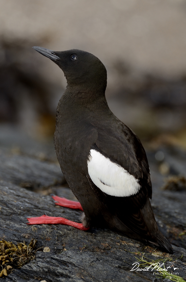 David Plant Photography - Wildlife Photography - Black guillemot - K.jpg - Black guillemot on a rock - Argyll and Bute