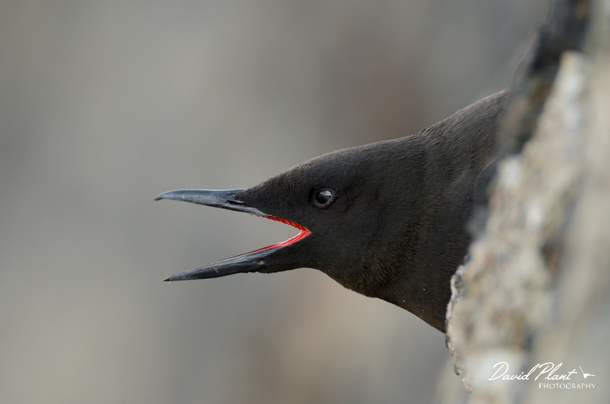 David Plant Photography - Wildlife Photography - Black guillemot - L.jpg - Black guillemot calling from hole - Argyll and Bute