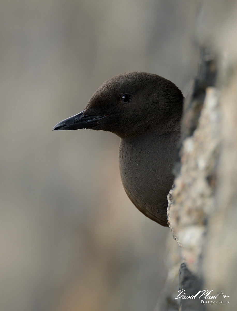 David Plant Photography - Wildlife Photography - Black guillemot - M.jpg - Black guillemot at hole - Argyll and Bute
