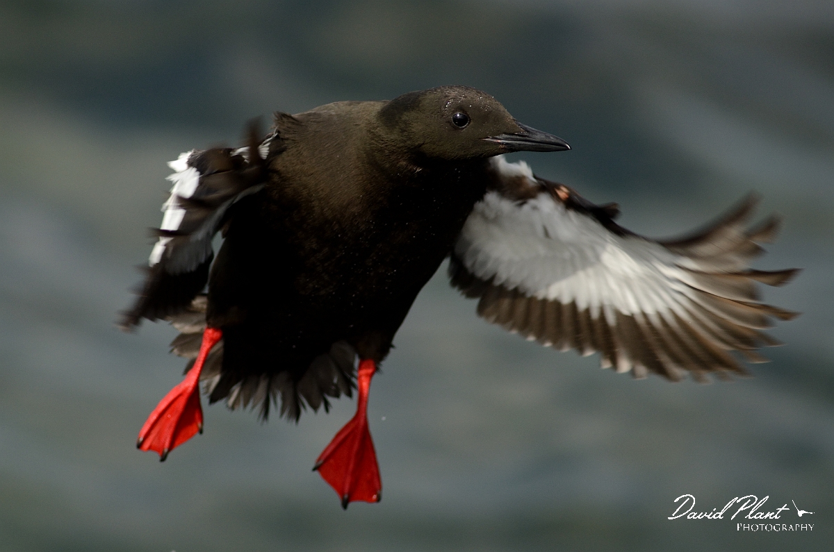 David Plant Photography - Wildlife Photography - Black guillemot - O.jpg - Black guillemot in flight - Argyll and Bute