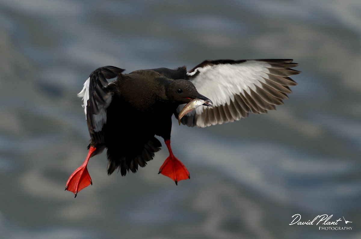 David Plant Photography - Wildlife Photography - Black guillemot - P.jpg - Black guillemot in flight with fish - Argyll and Bute