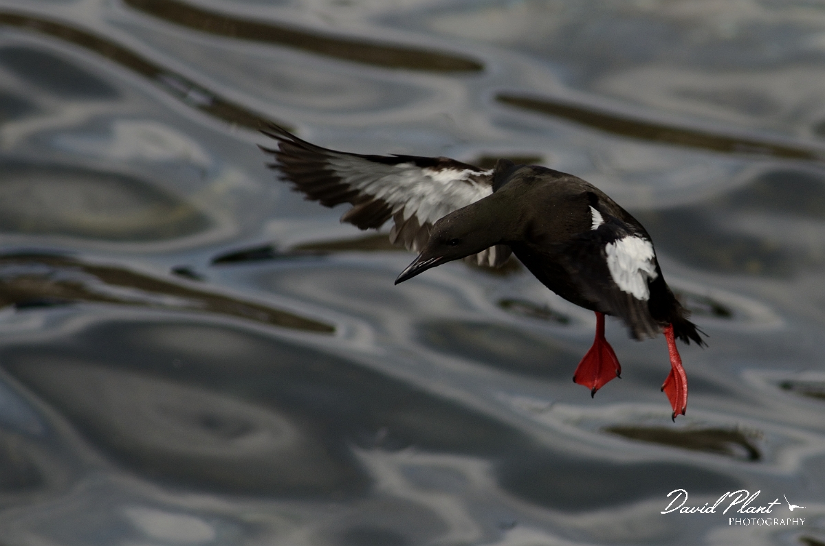 David Plant Photography - Wildlife Photography - Black guillemot - Q.jpg - Black guillemot landing - Argyll and Bute