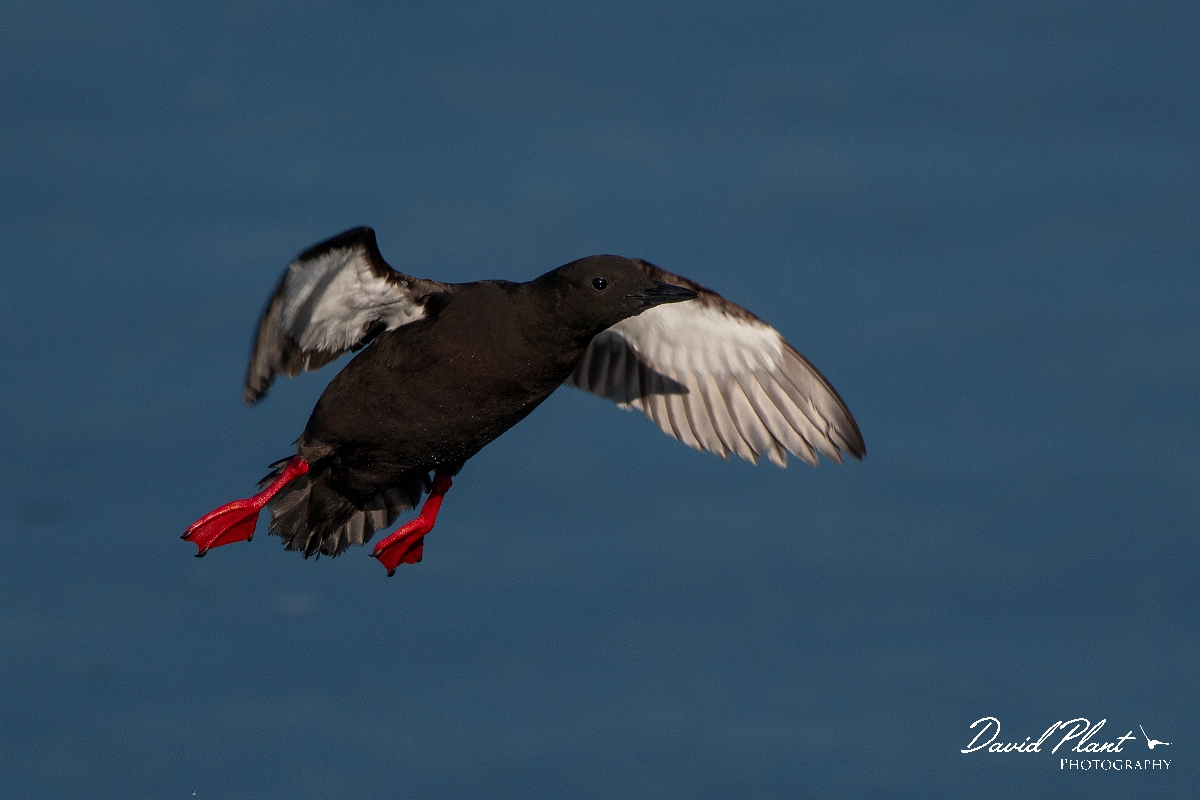 David Plant Photography - Wildlife Photography - Black guillemot - S.JPG - Black guillemot in flight - Argyll and Bute