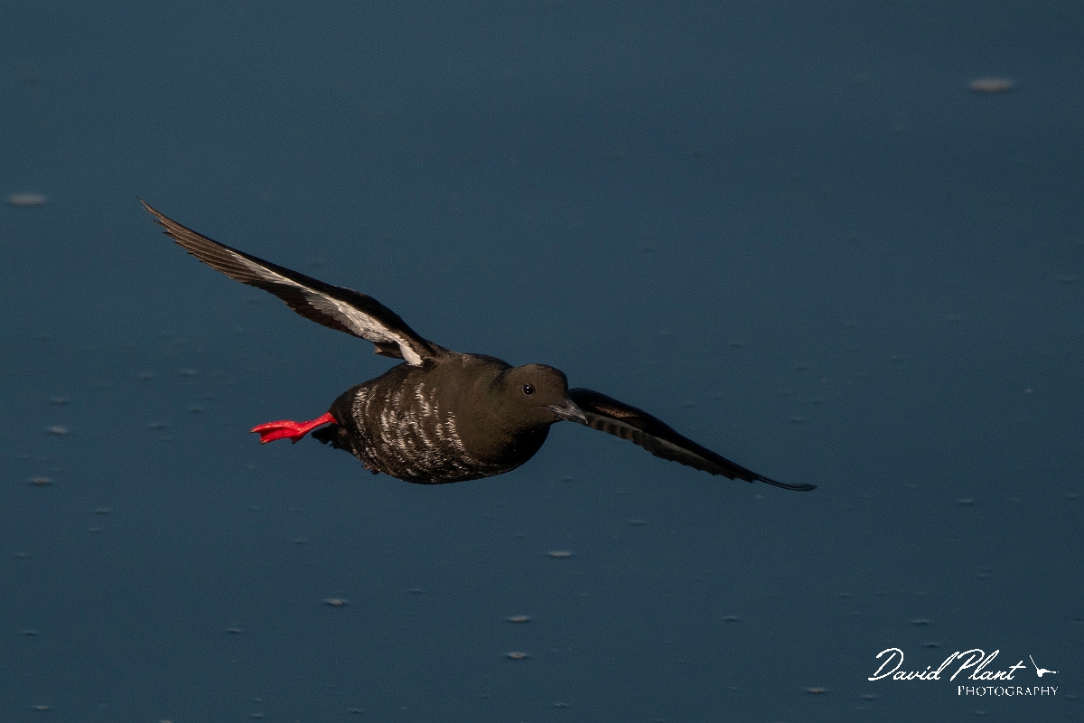 David Plant Photography - Wildlife Photography - Black guillemot - T.JPG - Black guillemot in flight - Argyll and Bute