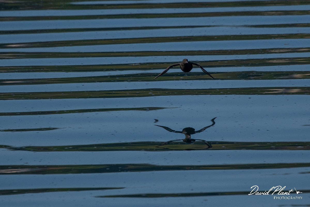 David Plant Photography - Wildlife Photography - Black guillemot - U.JPG - Black guillemot in flight - Argyll and Bute