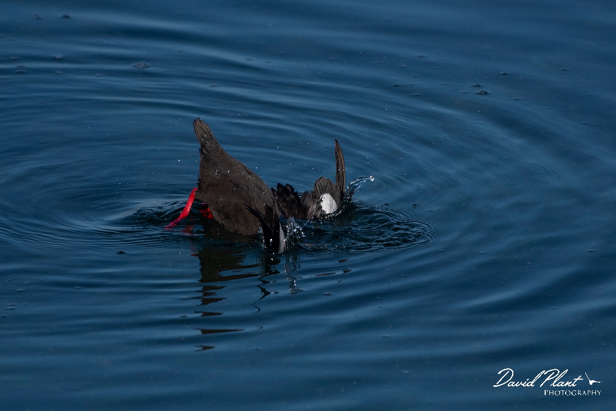 David Plant Photography - Wildlife Photography - Black guillemot - V.JPG - Black guillemot diving - Argyll and Bute